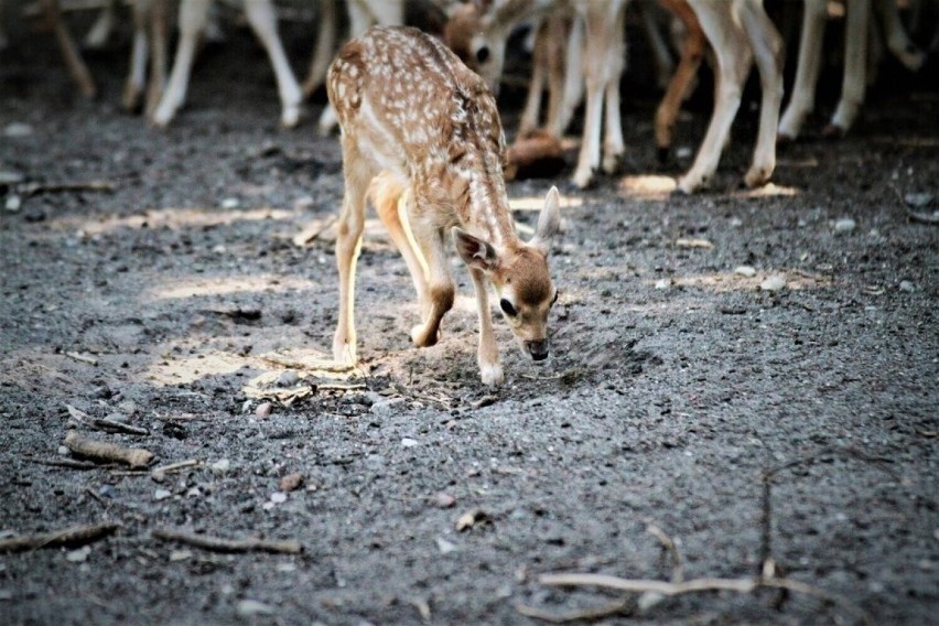 Przez dwa tygodnie personel mini ogrodu zoologicznego przy...