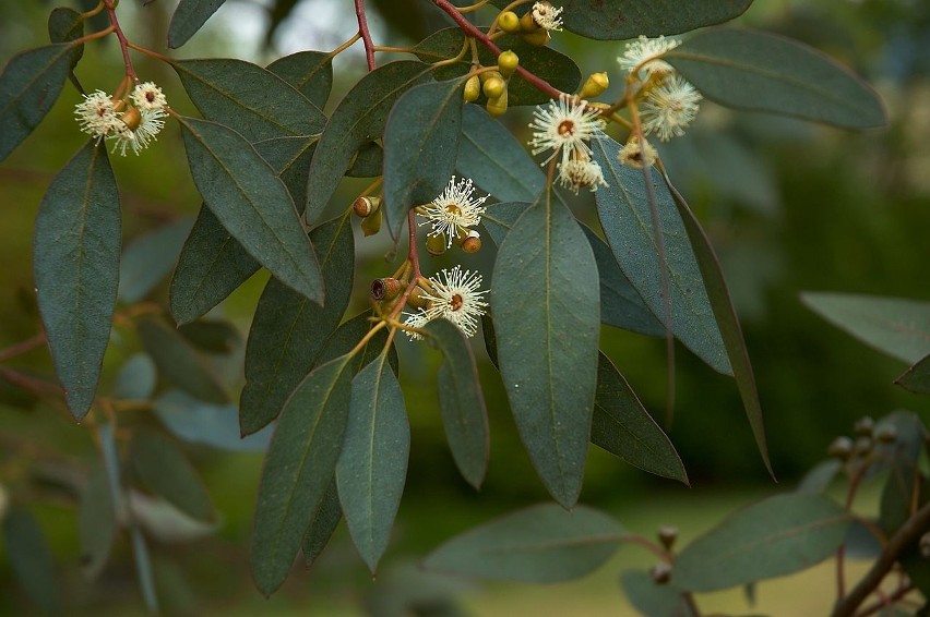 Starsze liście eukaliptusa niebieskiego mają inny kształt...