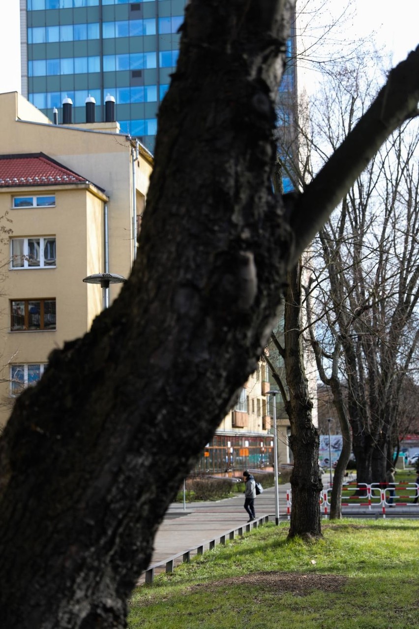 Kraków. Mieszkańcy: wycinają drzewa przy ulicy Królewskiej! ZZM: były chore [ZDJĘCIA]