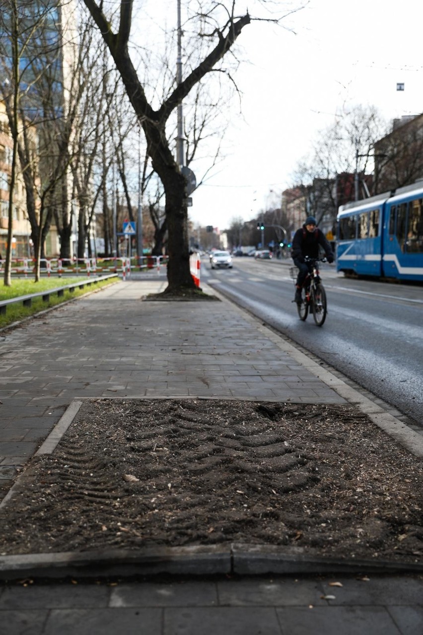 Kraków. Mieszkańcy: wycinają drzewa przy ulicy Królewskiej! ZZM: były chore [ZDJĘCIA]