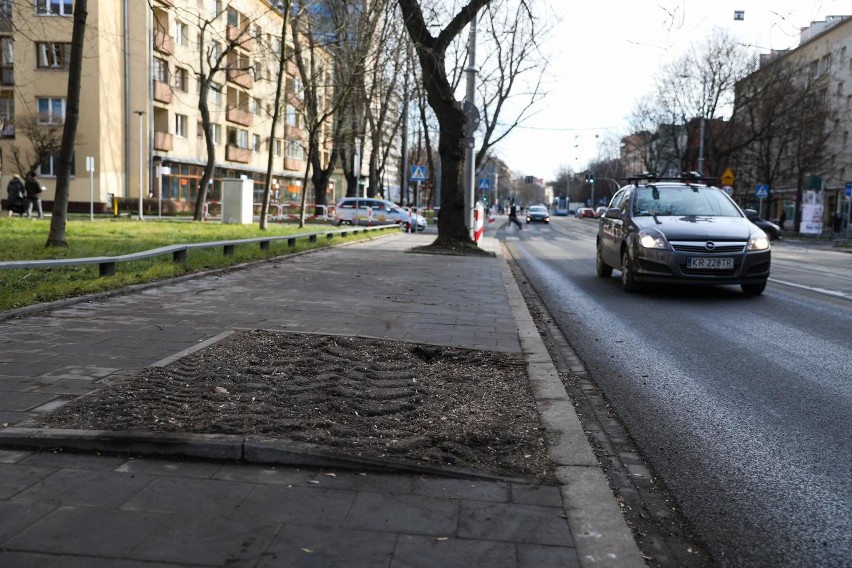 Kraków. Mieszkańcy: wycinają drzewa przy ulicy Królewskiej! ZZM: były chore [ZDJĘCIA]