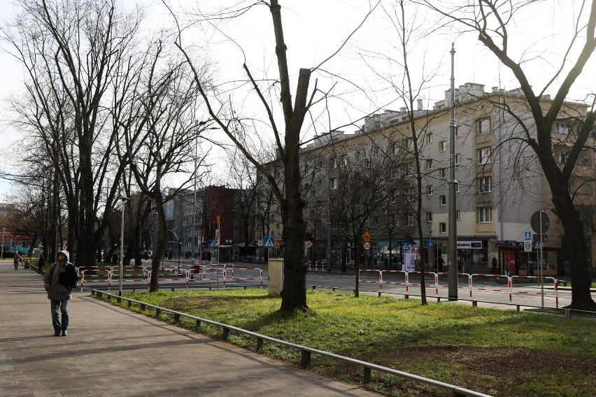 Kraków. Mieszkańcy: wycinają drzewa przy ulicy Królewskiej! ZZM: były chore [ZDJĘCIA]