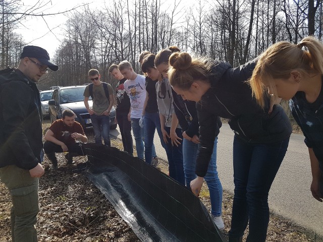 Studenci z Koła Naukowego Biologów UwB ponownie ruszają na pomoc płazom migrującym do miejsc rozrodu na terenie Biebrzańskiego Parku Narodowego. W ciągu 3 najbliższych weekendów (poczynając od 7-8 kwietnia) będą pomagać żabom, ropuchom czy traszkom bezpiecznie pokonywać Carską Drogę.