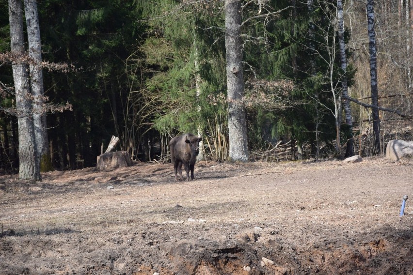 Puszcza Augustowska. Podaugustowskie stado liczy już 9 żubrów (zdjęcia)