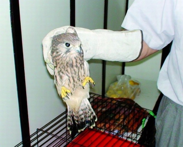 Ten młody ptak, to prawdopodobnie błotniak stawowy. Nasz Czytelnik odwiózł go z lecznicy w Łomży do Drozdowa na własny koszt.