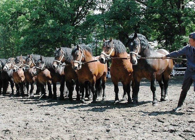 W specjalnym pokazie - długi szpaler dorosłych już koni, tzw. poręcz ogierów zimnokrwistych ze stadniny w Nowych Jankowicach wzbudziła podziw na czempionacie w Kętrzynie