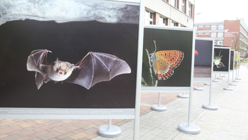 Wystawa Natura 2000 Katowice Bankowa