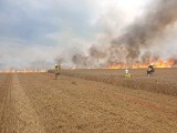 Pożar na polu w Stablewicach. Gasiło kilka zastępów. Zobacz zdjęcia