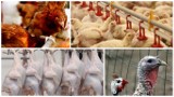 Rynek drobiu w obliczu ptasiej grypy - gdzie są problemy z eksportem
