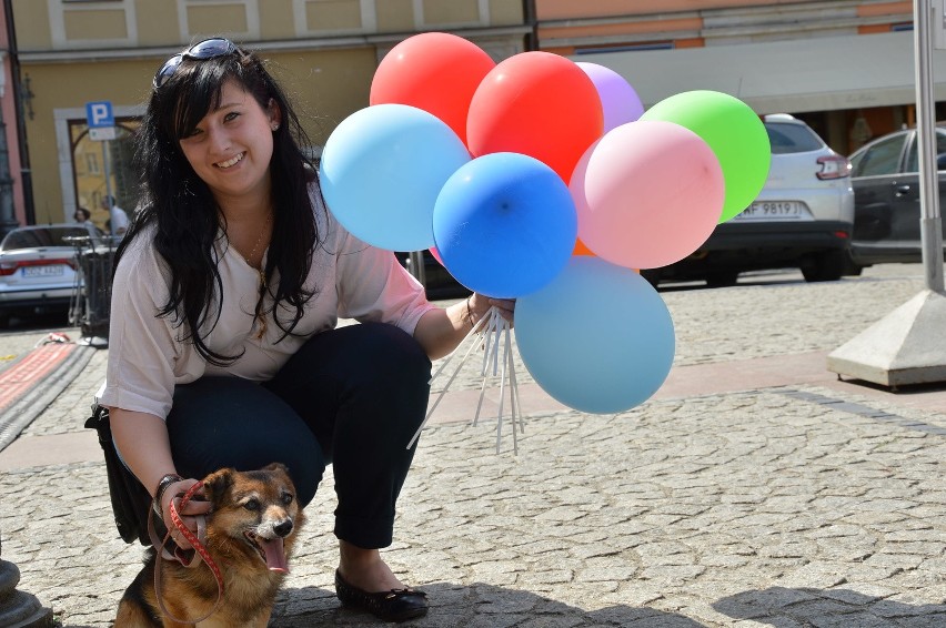 Wrocław: Psy ze schroniska spacerowały po Rynku. Happening miłośników zwierząt (ZOBACZ)