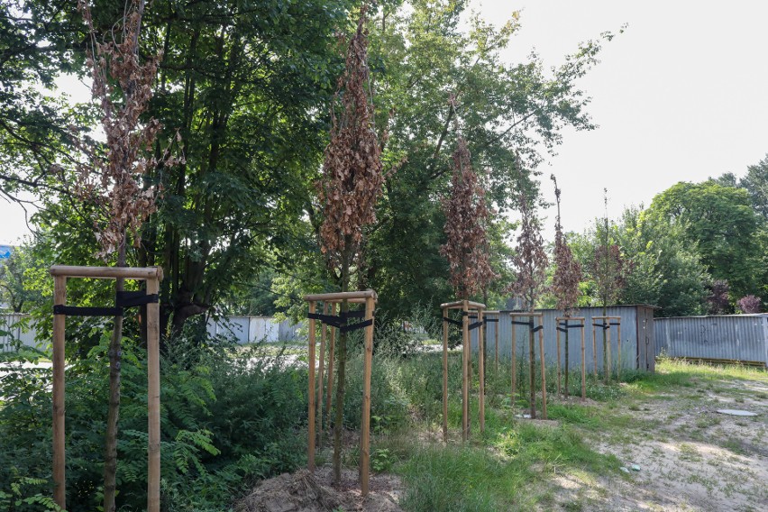 Uschnięte świeżo zasadzone drzewa przy ulicy Twardowskiego w...