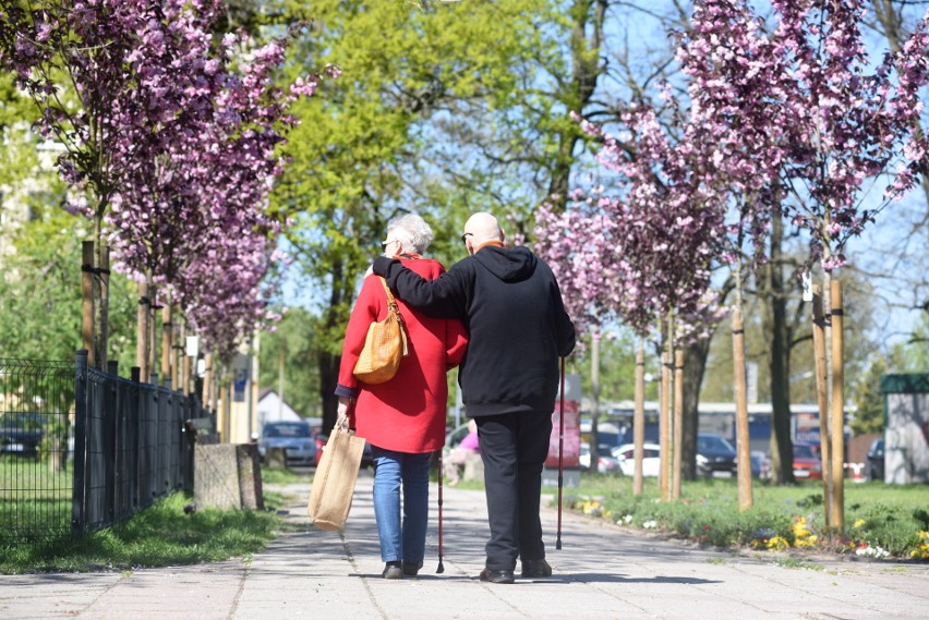 Aleja wiśni japońskiej przy ulicy Anieli Krzywoń w Zielonej...