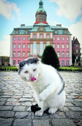 Co grozi bezpańskim kotom z zamku Książ?