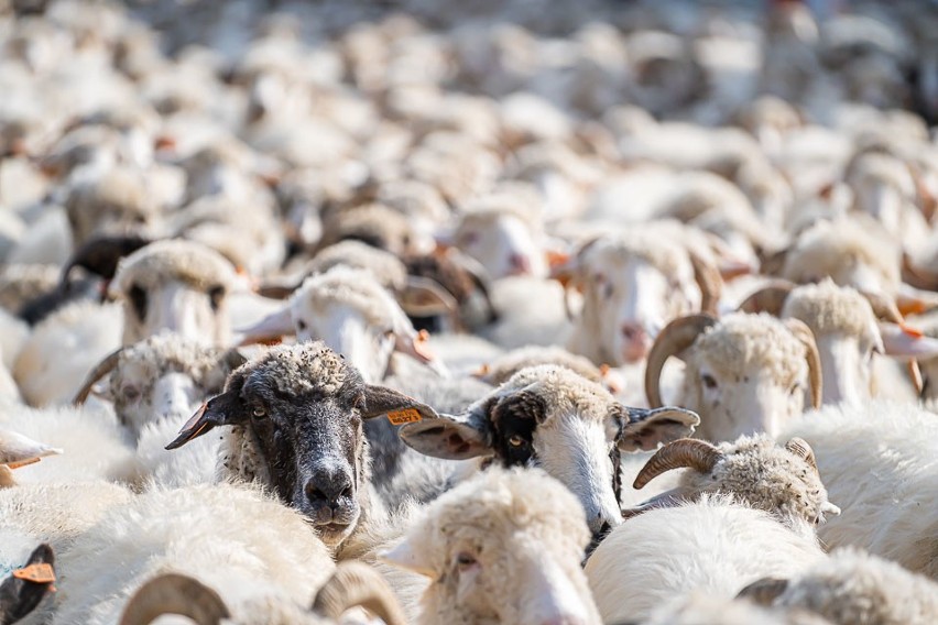 Jesienny Redyk w Szczawnicy. Ponad tysiąc owiec wróciło z hal [ZDJĘCIA, WIDEO]