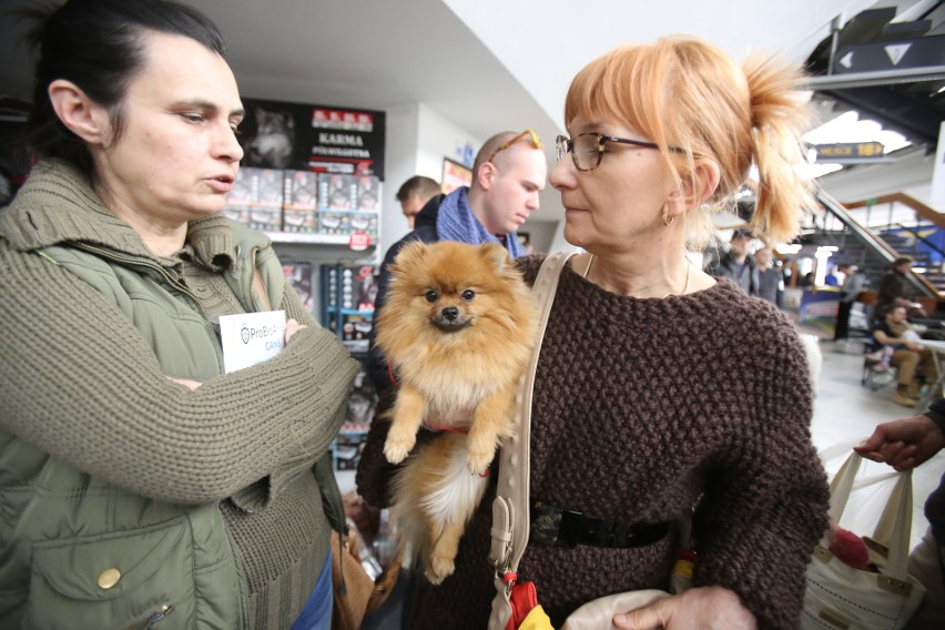 Wystawa psów w Katowicach 17.03.2017 to okazja do zobaczenia...