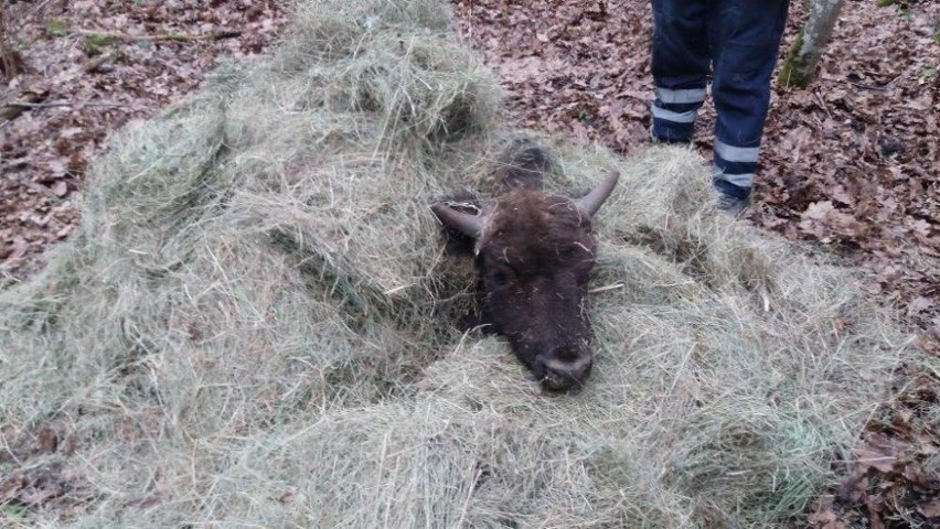 Martwe drzewo zabiło młodego żubra w Puszczy Białowieskiej (zdjęcia)