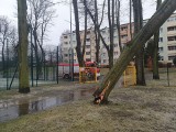 Gwałtowny wiatr w woj. śląskim. Strażacy na Śląsku przeprowadzili ok. 140 interwencji 