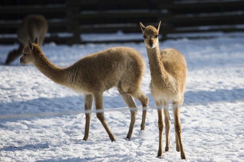 Srogie mrozy niestraszne mieszkańcom krakowskiego zoo 