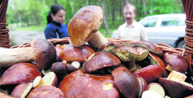 Niejeden koszyk jest teraz pełen grzybów. Można je zbierać pod warunkiem, że nie ma zakazu wstępu do lasu. A w naszym regionie wydano po nawałnicach wiele takich zakazów.