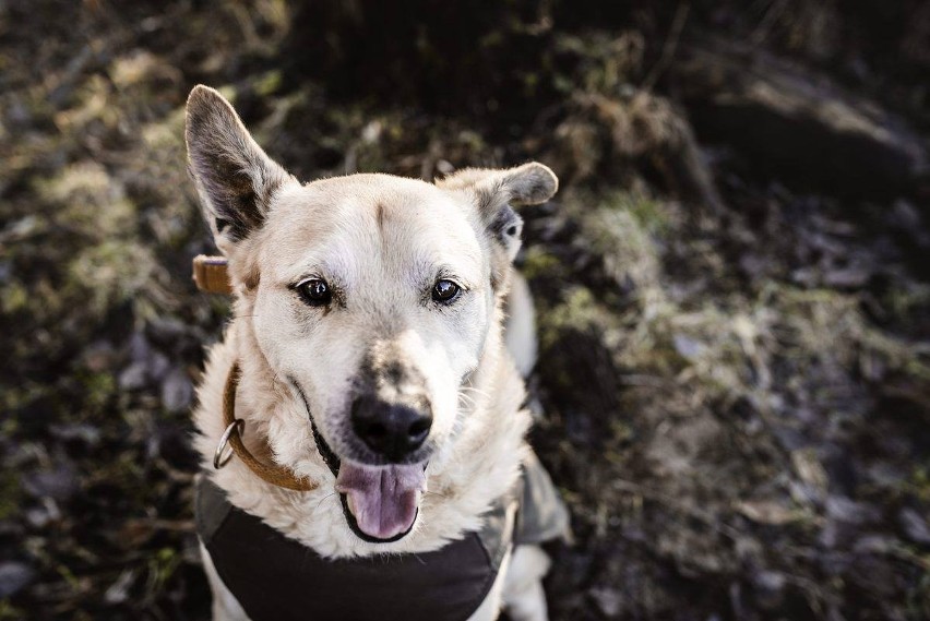 Pieski do adopcji w Krakowie. Uwielbiający pieszczoty i...