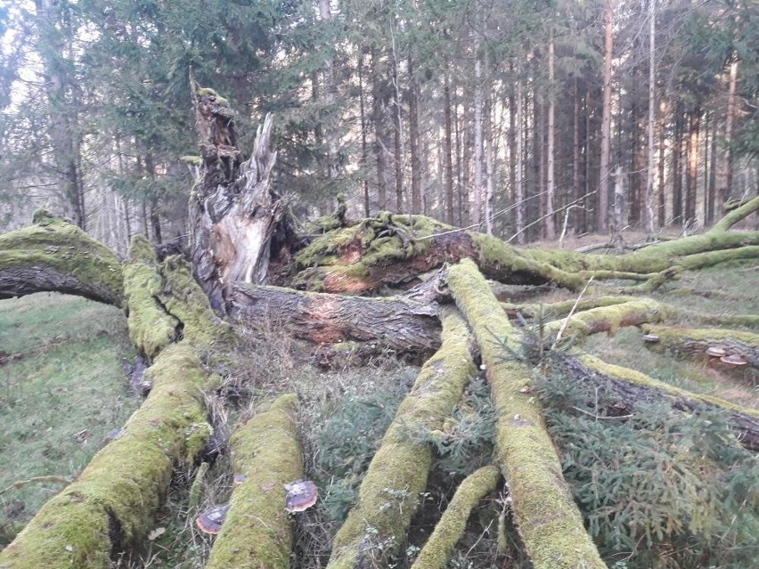 Z inicjatywy dretyńskich leśników od początku 2021 roku...