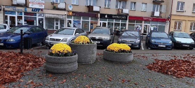 Złociste chryzantemy ożywiły jesienny krajobraz w centrum Niska na Placu Wolności