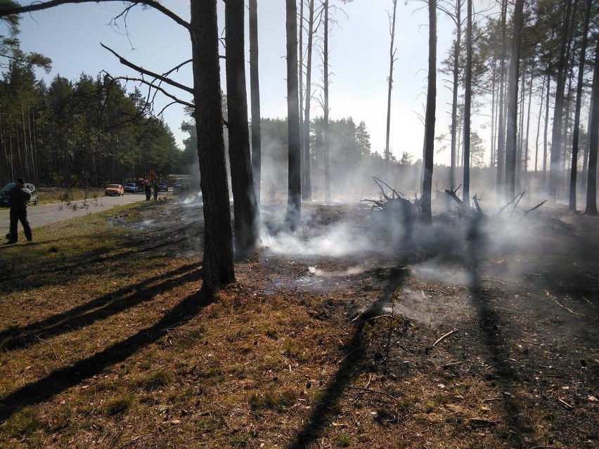Pożary w prywatnych lasach w gminie Brusy zgaszono w zarodku