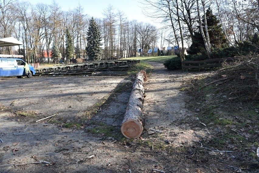 Nowy Sącz. Ruszyła wycinka drzew w parku Strzeleckim. Pod topór idzie ponad 700