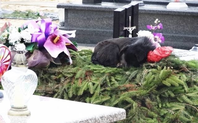 Pies Franio leżał na grobie, ale nie swojego właściciela. Wkrótce trafi do nowego domu [ZDJĘCIA] 