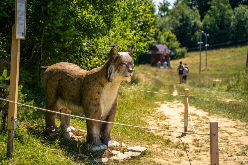 Nowa atrakcja w Pieninach! Palenicę opanowały wielkie owady i nie tylko... [ZDJĘCIA]