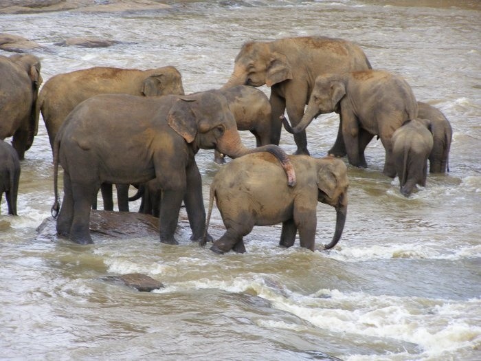 Pinnawala - sierociniec sloni finansowane ze środków...
