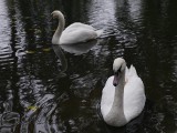 Park Miejski w Wodzisławiu Śl.: Nowy łabędź zamieszkał w stawie ZDJĘCIA