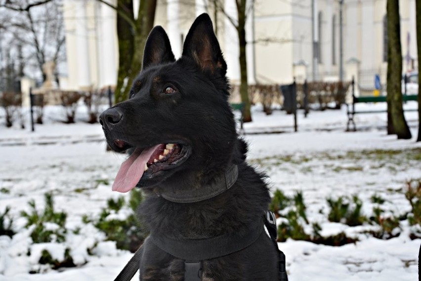 Pies policyjny Zdzisiek dołączył do suwalskiej policji