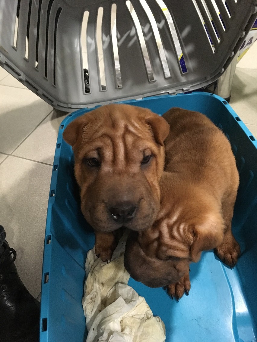 Przemyt szczeniaków rasy Shar Pei na przejściu granicznym w Dorohusku (ZDJĘCIA)