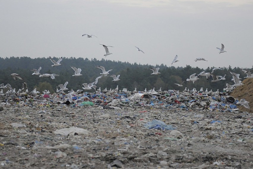 Smród i setki ptaków. Tutaj trafiają śmieci z Bydgoszczy. Ktoś je musi przejrzeć! [zdjęcia, wideo]