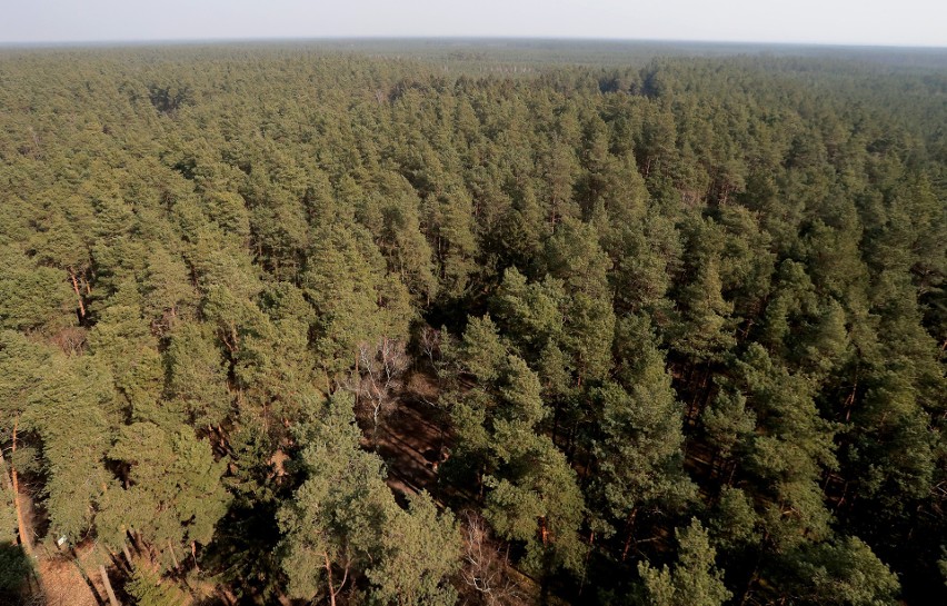 Lasy publiczne to 82 procent polskich lasów (w tym lasy...