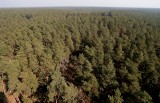 W ciągu tygodnia zebrali pół miliona podpisów w obronie polskich lasów