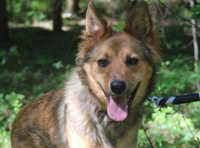 Jednym z psów, które można adoptować w Schronisku w Dyminach jest Lumiś.