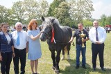 Czempionat koni zimnokrwistych w Ożarowie. Podziwiano wspaniałe zwierzęta. Zobacz zdjęcia