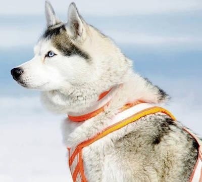 Husky są odważne silne i wytrzymałe, doskonale polują Fot. Archiwum