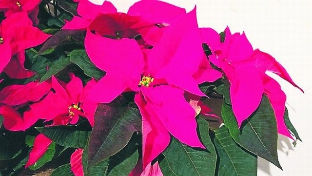 Najbardziej charakterystyczną rośliną Bożego Narodzenia jest, poza choinką, gwiazda betlejemska.
