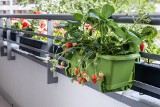 Te rośliny posadzisz w maju na balkonie. Pelargonie dalej modne, ale wielu stawia na warzywa i owoce. Domowe truskawki? Warto je mieć