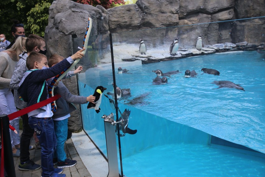 Śląski Ogród Zoologiczny znowu jest otwarty. Hitem wśród...