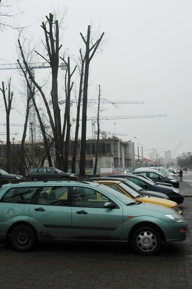 Niektóre drzewa na placu Jagielloński niemal całkowicie pozbawiono gałęzi.