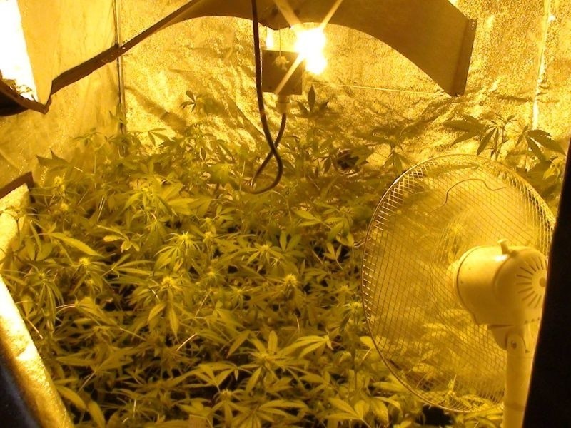 Plantacja marihuany, odnaleziona przez policjantów w garaży...