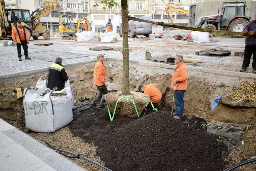 Sadzenie drzew na placu Wolności
