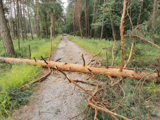 Powalone drzewa w Puszczy Dulowskiej