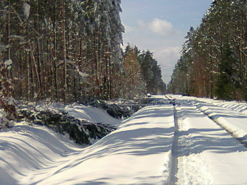 Ułamane korony sosen leżą wzdłuż drogi pożarowej numer 7, w...