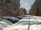  Po obfitych opadach śniegu spustoszenie w starachowickich lasach. Tysiące połamanych drzew. Zobacz zdjęcia 