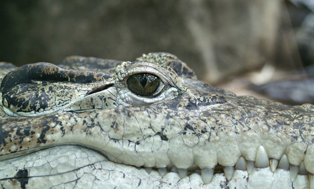 Krokodyl może pływać w Odrze! Uciekł z hodowli w Czechach